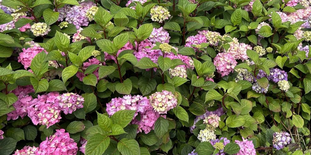 hortensia boskoop hortensia boskoop